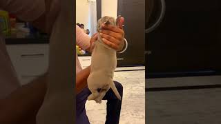 Import Bloodmicro American Bully Lalic Bullz Kennel Sangrur-7009116343