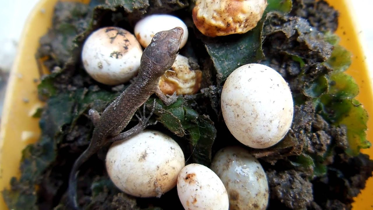 カナヘビ の 卵 育て 方