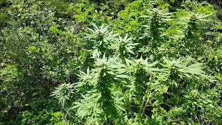 Growing LARGE In small Spaces   Season 2.5   Episode 2 Two Lights   One Plant