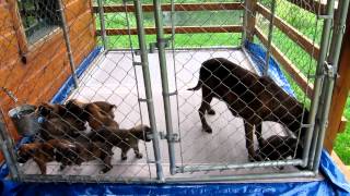 Porch Pen Boxer Pups!  CUTE BABIES!