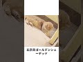 猫が嫌な臭いを嗅いだときのリアクション