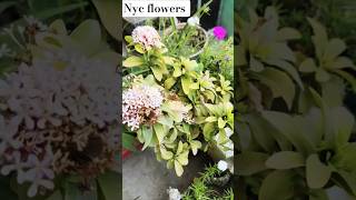 NYC flowers #viralshort #terracegardenindia #ytshorts #nature