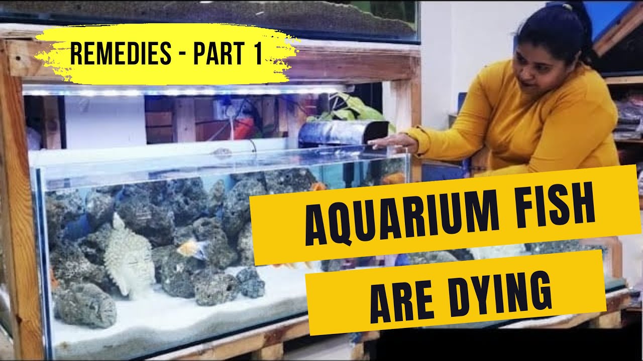 Common Aquarium Fish Diseases and Treatments
