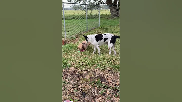 Dogs Fighting Over A Toy