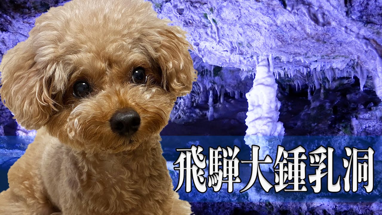 【トイプードルのテト】愛犬と一緒に岐阜旅行2025年2日目『飛騨大鍾乳洞』