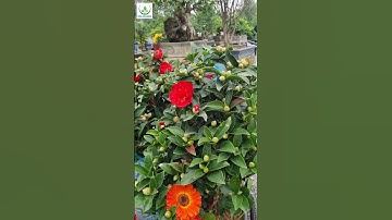 Cây Cảnh Sân Vườn Đẹp Quanh Năm, Cực Bền, Giá Tốt  Tại An Khánh Hoài Đức Hà Nội