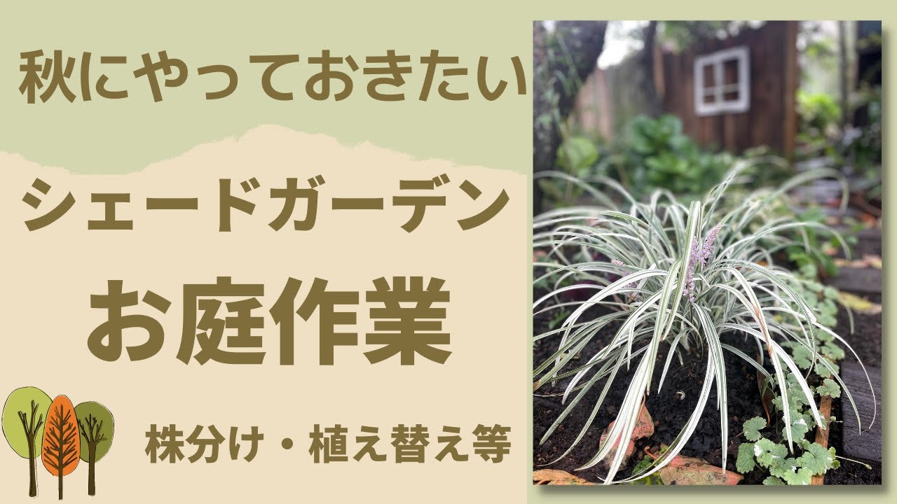 《秋はやることがいっぱい！》日陰の庭・枕木風小路・シェードガーデンお手入れ開始／ホスタ株分け・宿根草移植植え付け等／鉢からアジサイが抜けない事件(笑)