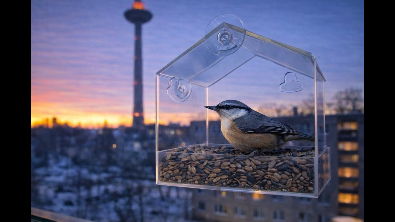 Vilnius Birds | Live Window Bird Feeder
