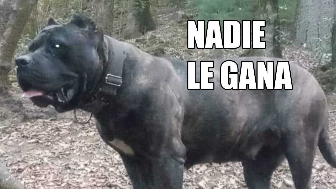 CREARON AL PERRO QUE NADIE PUDO VENCER, lo lograron