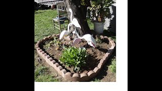 Landscaping ideas: I transformed my yard and garden using scalloped concrete edging 6/27/22