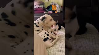 #cat #cute #catvideo #cutecat #funnyvideo