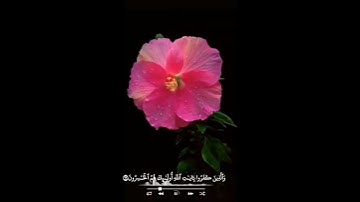 💕صباح الخير 💖اجمل حالات واتس اب💖مقاطع انستجرام اسلاميه قصيره  💖 قرآن كريم الله💖خالق كل شئ بدون حقوق