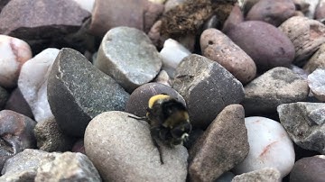 Mating hoverflies, buzzing very loudly!