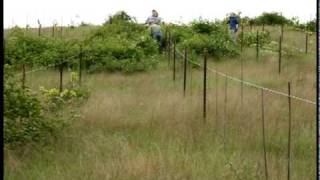 Will Roundup Kill A Tree?