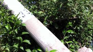IMG_0546.MOV