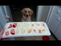 🐾 Doggie Yogurt Pops &amp; Finding Hidden Treasure! 🎉 (7/24/17)