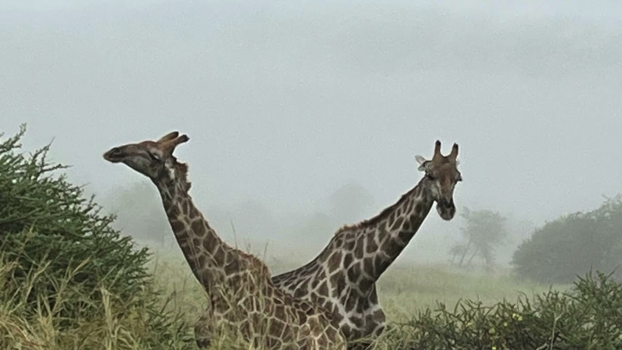 Coffee, Amarula, and Lions: A Pilanesberg Safari Story