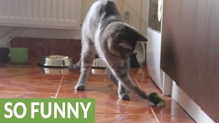 Cat has mind blown by piece of broccoli