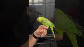 Guy Kissing a Loving Bird as It Stands on His Hand
