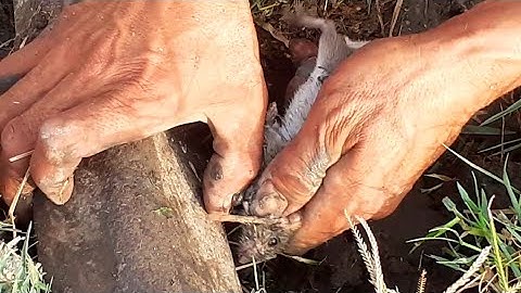 Bắt Chuột Trong Hang - Làm Món Chuột Xào Lá Cách Lai Ray mùa dịch