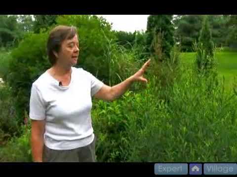 Video: Boltonia gullarini parvarish qilish - yolg'on aster ekish haqida ma'lumot