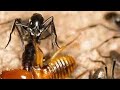 Batalha de insetos perigos | Very dangerous insect battle