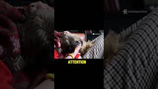 Every Gesture Counts: How Your Dog Talks Without Barking! #short