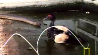 National Geographic Super Snake Anacondas & Pythons National Geographic Super Snake Anacondas & Pythons