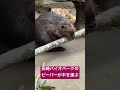 長崎バイオパーク楽しかった！#長崎バイオパーク #アメリカビーバー #ビーバー