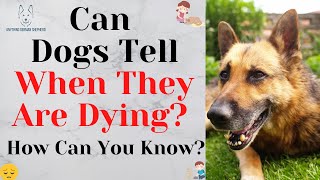 Can Dogs Tell When They Are Dying? How Can You Know?