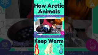 How Arctic Animals Stay Warm | Science Experiment #shorts