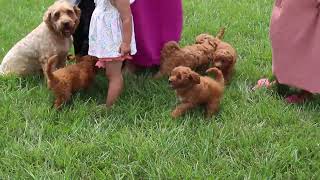 Miniature Goldendoodle Puppies for Sale