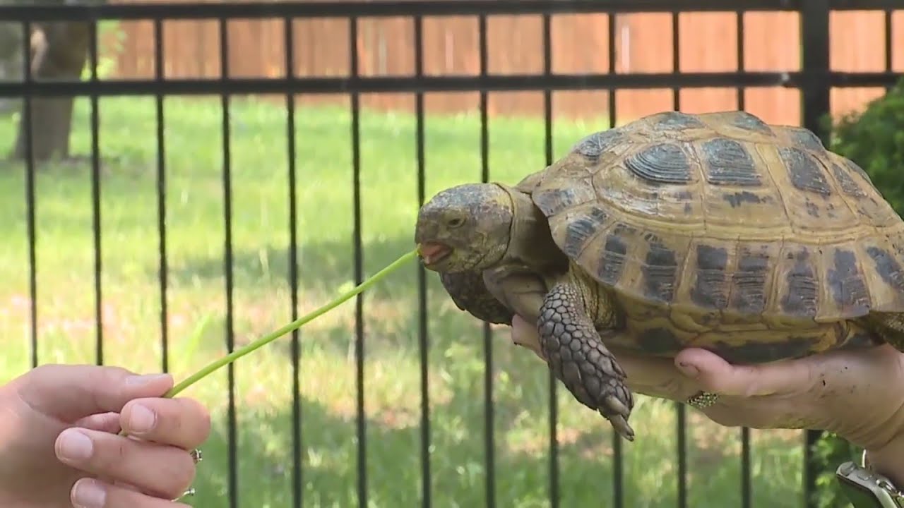 7-year-old Lenexa boy helps find runaway tortoise