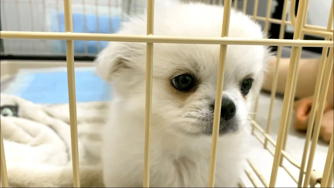 【生後3ヶ月】ペキチワの女の子をお迎えしました。ペキニーズxチワワ【幸せ】