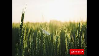 Faida Za Mtama Kwa Afya Na Kilimo