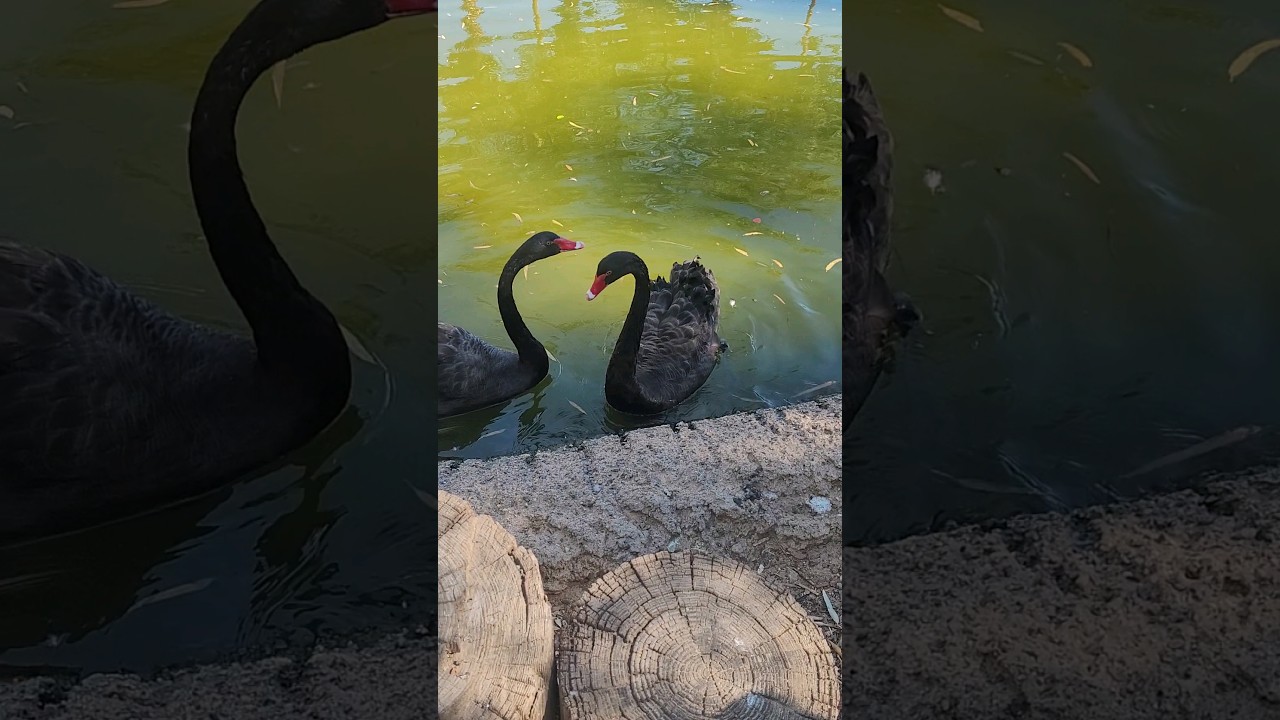 Beautiful Black Swans Form Heart! So Cute!
