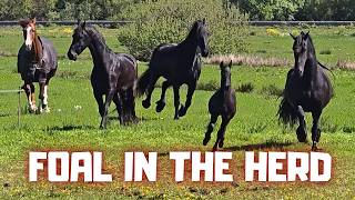 Finally One Herd Again… Let’s Hope This Goes Well! 😱 | Friesian Horses