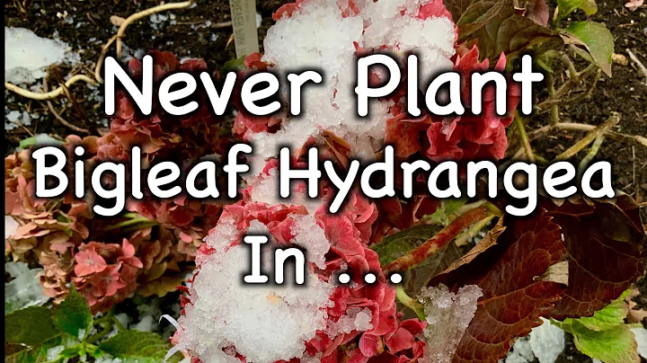 Never Plant Hydrangea Macrophylla If You Live In USDA Zone 5 Or Colder! - DayDayNews