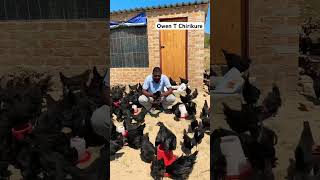 My Black Austrolorps Now At 5 Months