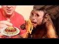 Capuchin Monkey LOVES Homemade Spaghetti!