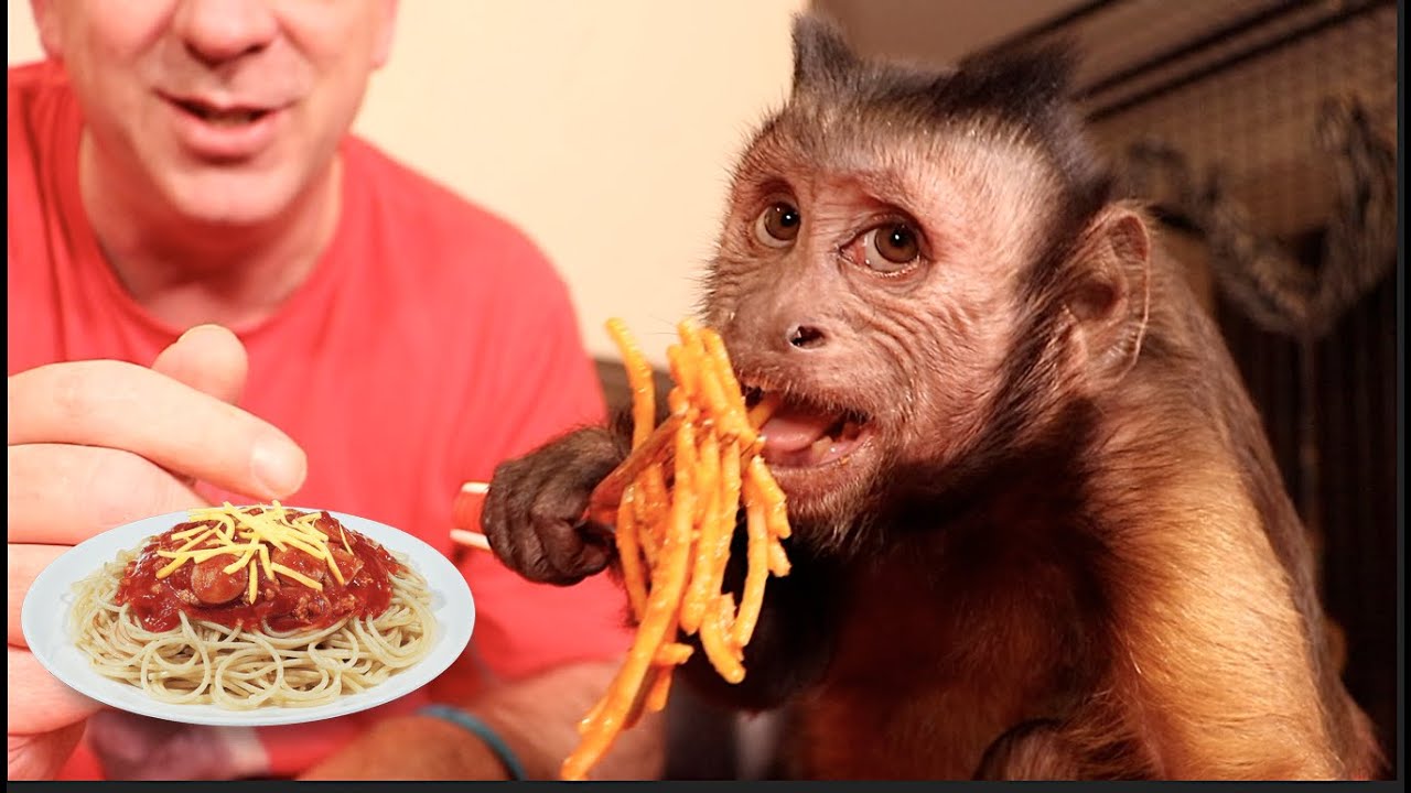 Capuchin Monkey LOVES Homemade Spaghetti! - YouTube