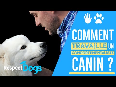 Vidéo: Avez-vous Besoin D'embaucher Un Comportementaliste Canin ?