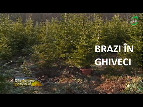 Video: Replanting A Christmas Tree - Plantarea unui pom de Crăciun afară după Crăciun