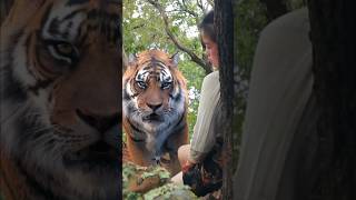 lucky girl survive from tiger