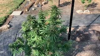 Two-week update on the 420 purple city genetics clones to outdoor super soil