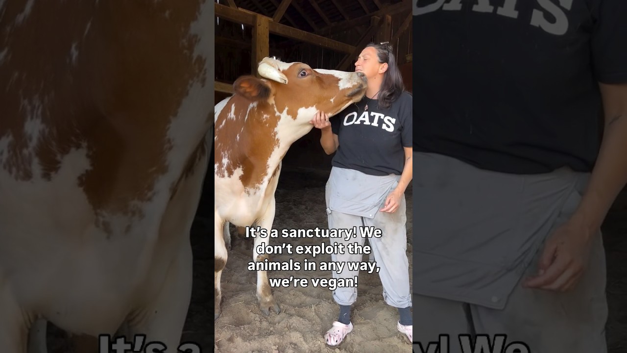 I have one daughter ☝️🐮😂 #shorts