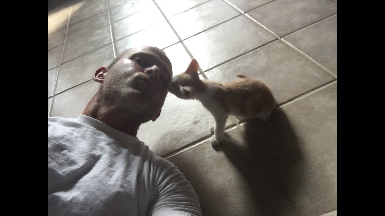 Rescued baby kitten. Lucky, his 2nd night after rescue. YouTube