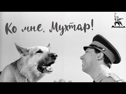 Ко мне, Мухтар! (4К, драма, реж. Семён Туманов, 1964 г.)