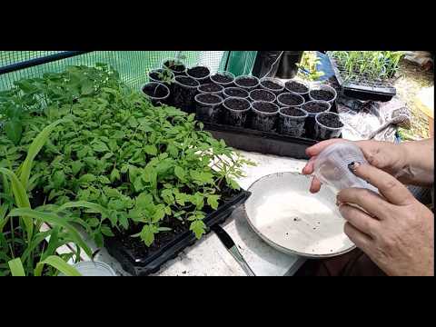 Transplanting The Tomato Seedlings - Part 1