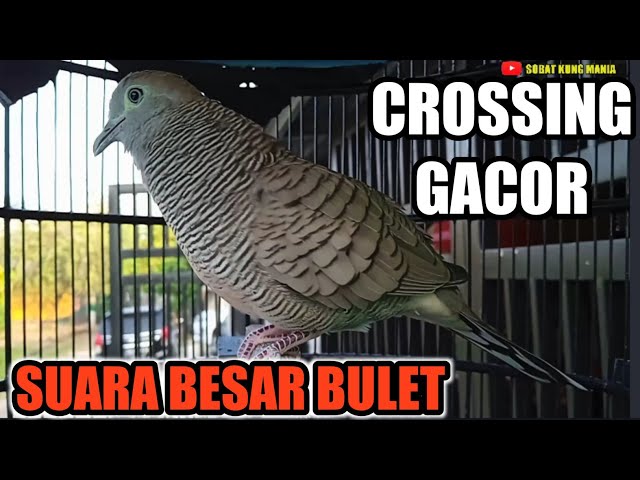 PERKUTUT CROSSING GACOR SUARA BESAR class=